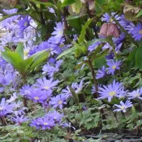 Blue Shades Winter Windflower (Anemone blanda Blue Shades) 2